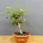 Preview: Potentilla, Fingerstrauch, Bonsai